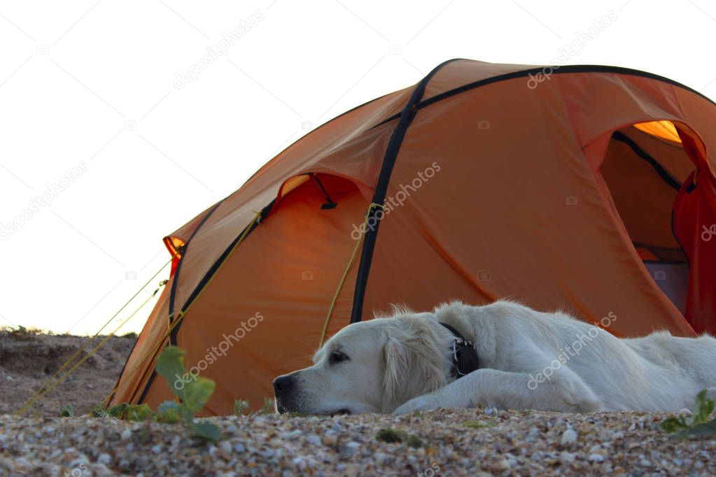  Golden Retriever guarding tent and gear for a hike.