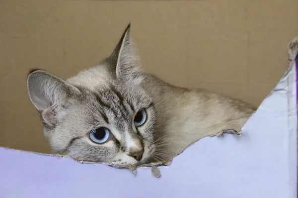 Tiro recortado de um gato de olhos azuis . — Fotografia de Stock