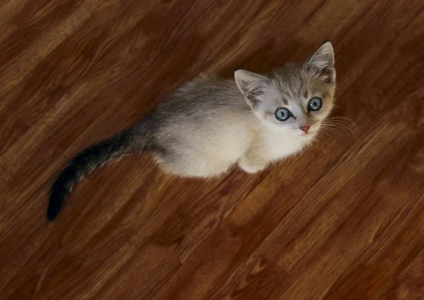 Cute kitten with blue eyes.