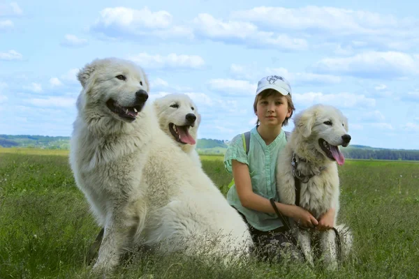 Dziewczyna i duże białe psy — Zdjęcie stockowe