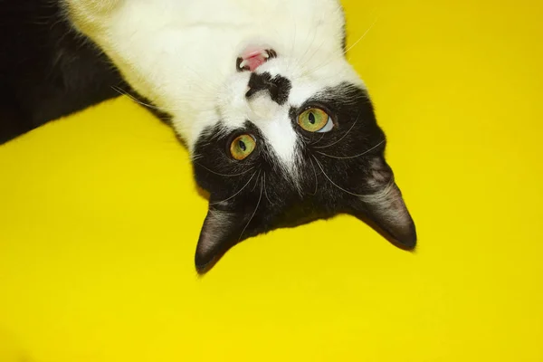 .Tuxedo Cat на жёлтом фоне . — стоковое фото