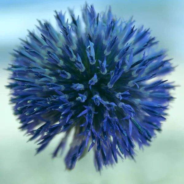 Blue Natural Background. Blue round Flower. Blue Flower over Blue Blurred Background. Globe Thistle Flowers.  Latin: Echinops exaltatus.