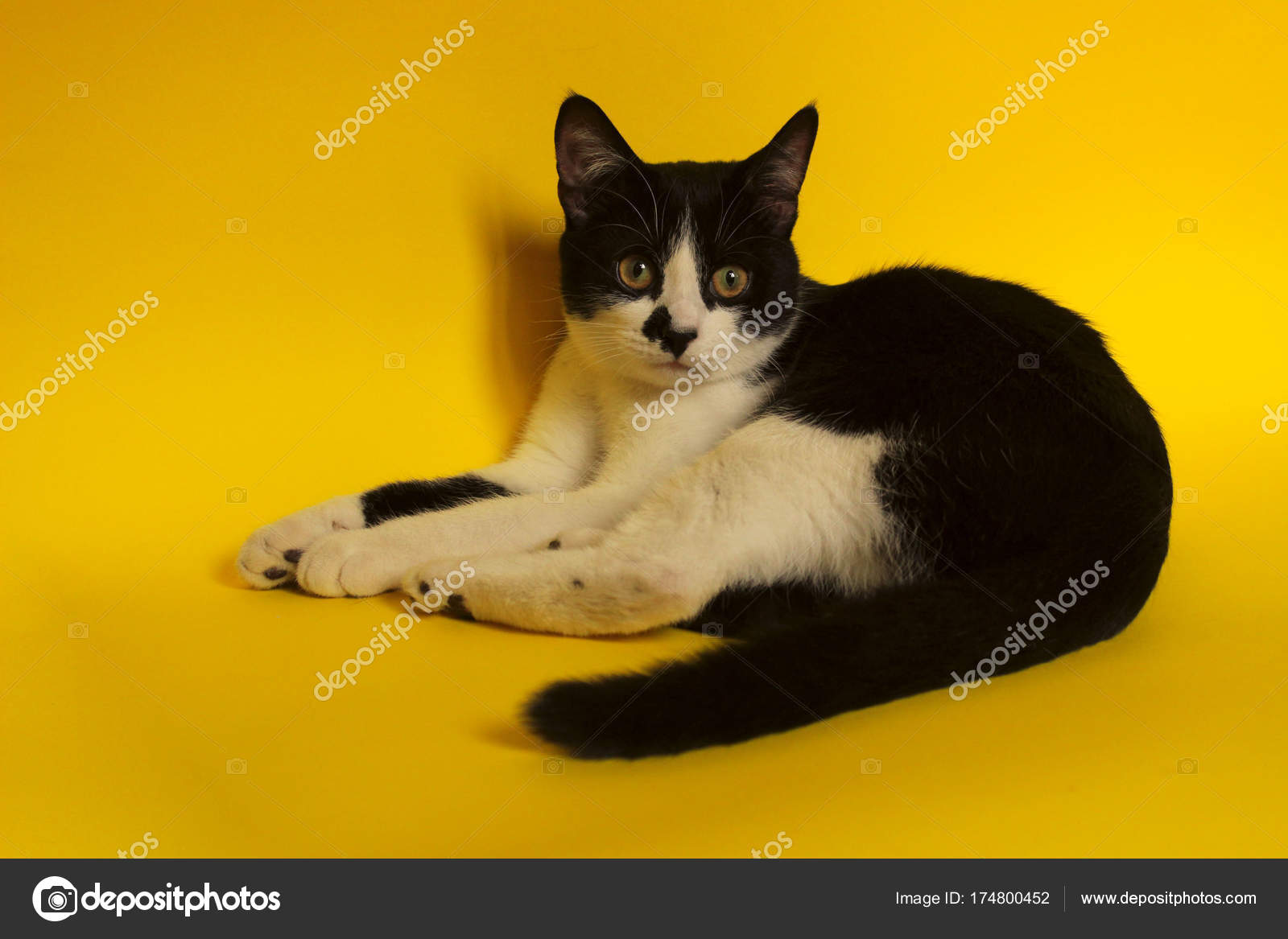 Tuxedo Cat Funny