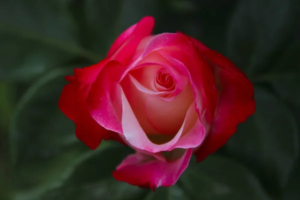 Nature Floue Contexte Tournage Une Belle Rose Rouge Une Photo — Photo