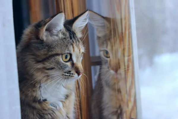 Penceresine Bakarak Şirin Yavru Kedi Bir Tekir Kedinin Kırpılmış Atış — Stok fotoğraf