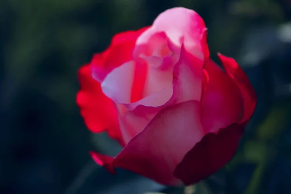 Sfondo Natura Offuscata Colpo Ritagliato Una Bella Rosa Rossa Una — Foto Stock