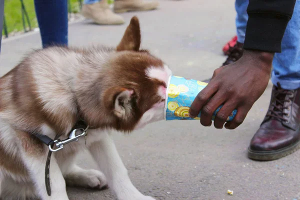 Bir Köpek Içme Suyu Onun Sahibinin Kağıt Bardak Bardak Parkta — Stok fotoğraf