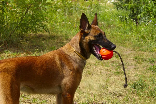 Cão Brincando Com Uma Bola Vermelha Tiro Cortado Cão Brincar — Fotografia de Stock