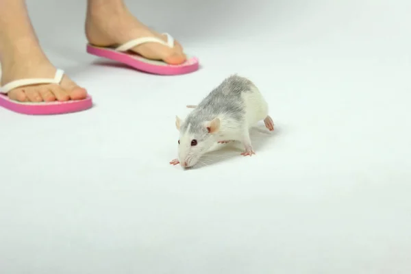 Frauenbeine Und Ratte Auf Dem Boden Niedliche Kleine Ratte Auf — Stockfoto