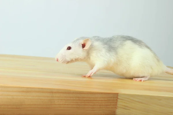 Schattige Witte Rat Houten Tafel Witte Rat Schattige Kleine Muis — Stockfoto