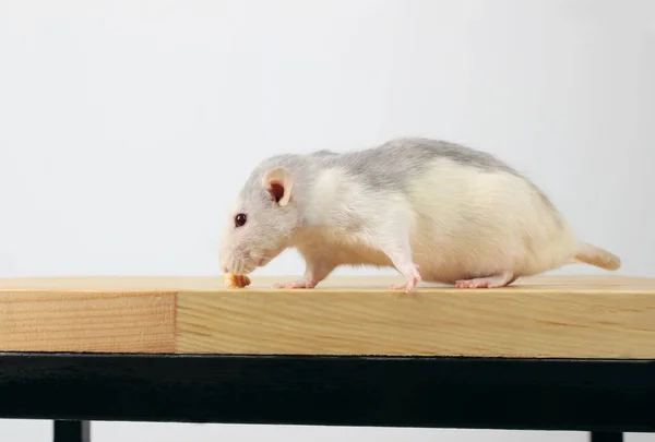Schattige Witte Rat Houten Tafel Witte Rat Schattige Kleine Muis — Stockfoto