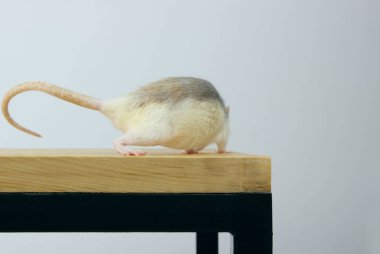 Rat on wooden table. Rat back View. Running rat. Zoophobia, Pets, Rodents Concept.Rat Scare. clipart