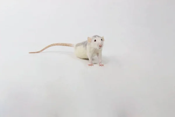 老鼠在地板上 可爱的小老鼠在地板上 Zoophobia 啮齿动物的概念 老鼠恐吓白色背景的小老鼠 — 图库照片