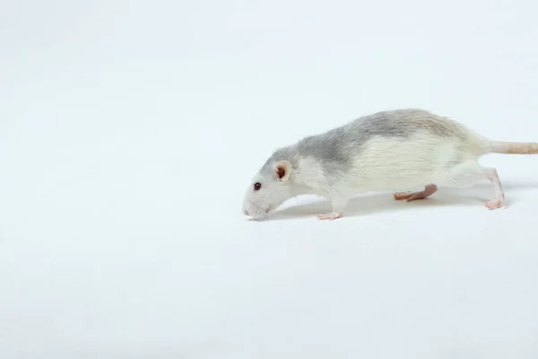 Rata Suelo Linda Rata Suelo Zoofobia Mascotas Roedores Concept Rat — Foto de Stock