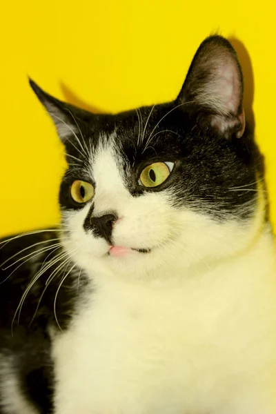 Mascotas Concepto Animales Lindo Gato Esmoquin Sonriente Con Cara Graciosa — Foto de Stock