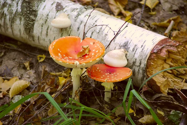 Una Foto Funghi Della Foresta Bella Foresta Sfondo Naturale Scatto — Foto Stock