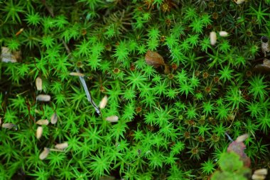 Bir ormanda büyüyen çimenin yakın çekim. Doğa arka plan.