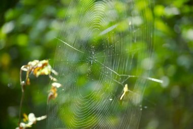 Yeşil Yapraklar ve Örümcek Ağı Closeup Görüntü. Bulanık Yeşil Doğa Arka Plan.