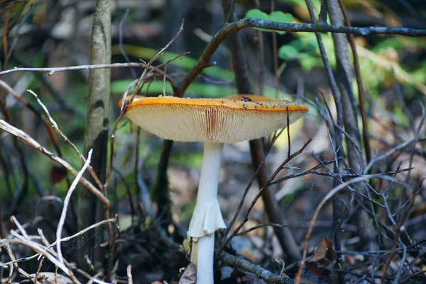 Una Foto Los Hongos Del Bosque Hermoso Bosque Nature Background — Foto de Stock