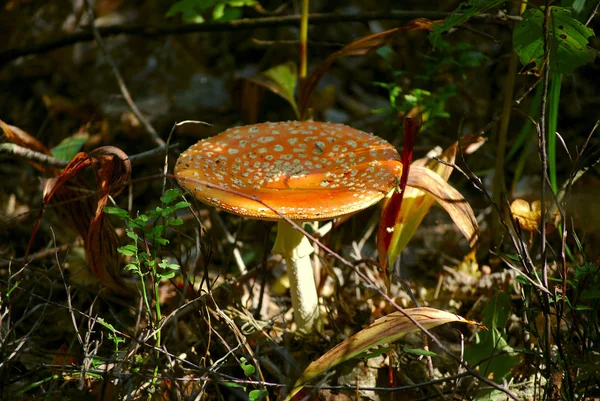 Una Foto Funghi Della Foresta Bella Foresta Sfondo Naturale Girato — Foto Stock