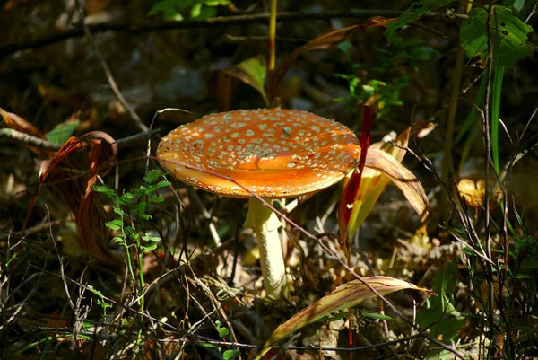 Una Foto Los Hongos Del Bosque Hermoso Bosque Nature Background — Foto de Stock