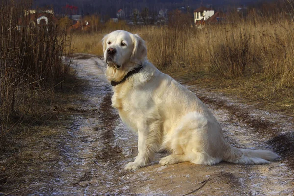 Golden Retriever Siting Outdoor Chien Extérieur Chien Assis Sur Route — Photo