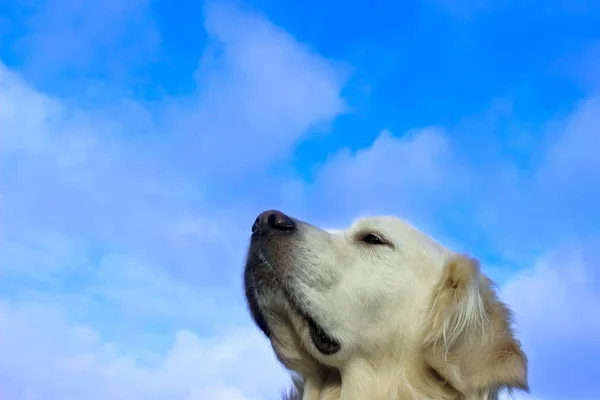 Animal Pets Dogs Nature Concept Dog Muzzle Blue Sky Background — Stock Photo, Image