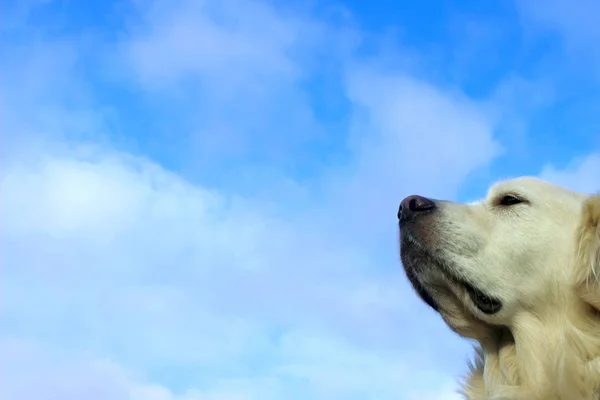 Animal Animais Estimação Cães Conceito Natureza Focinho Cão Sobre Fundo — Fotografia de Stock