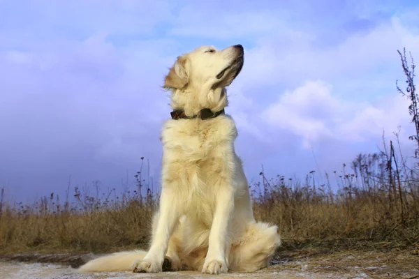 Золотой Ретривер Открытом Воздухе Собака Улице Dog Sitting Road Waiting — стоковое фото