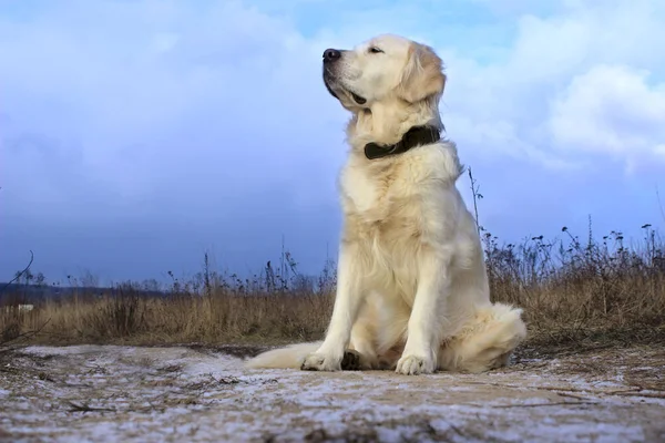 Golden Retriever Placering Utomhus Hund Utomhus Hunden Sitter Vägen Och — Stockfoto