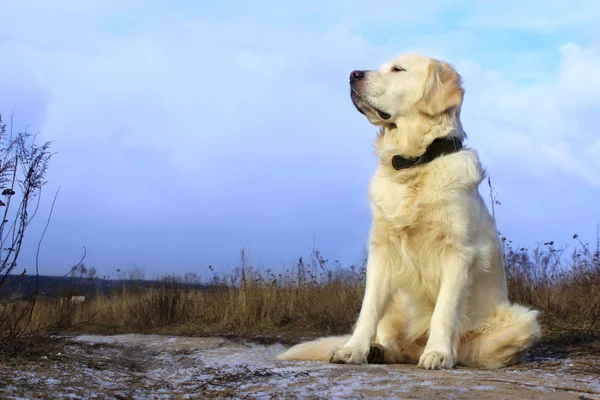 Золотой Ретривер Открытом Воздухе Собака Улице Dog Sitting Road Waiting — стоковое фото