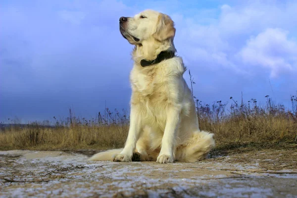 Golden Retriever Sitting Outdoor Inglês Dog Outdoor Cão Sentado Estrada — Fotografia de Stock