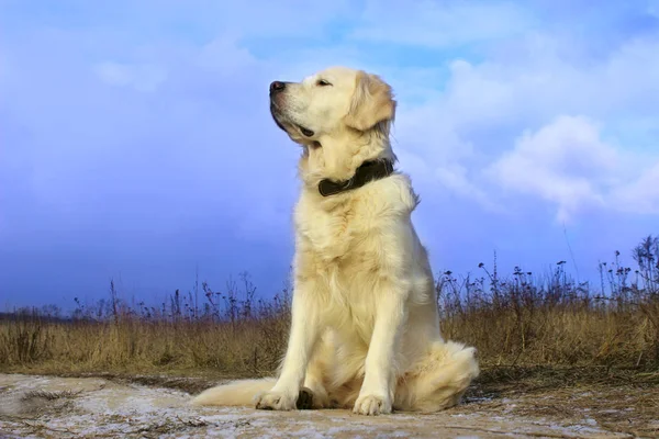 Золотой Ретривер Открытом Воздухе Собака Улице Dog Sitting Road Waiting — стоковое фото