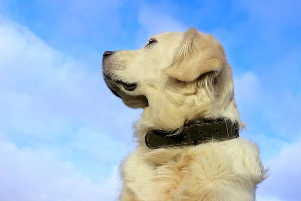 Анимал Домашние Животные Собаки Природа Собачья Морда Фоне Голубого Неба — стоковое фото