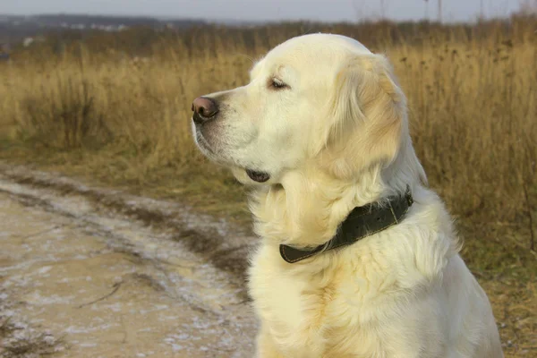 Prise Vue Recadrée Golden Retriever Siting Outdoor Chien Extérieur Chien — Photo