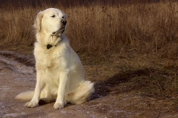 Zlatý Retrívr Umístění Venkovní Venkovní Pes Pes Sedí Silnici Čeká — Stock fotografie