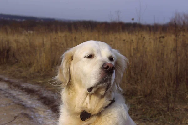 Colpo Ritagliato Golden Retriever Seduto All Aperto Cane All Aperto — Foto Stock