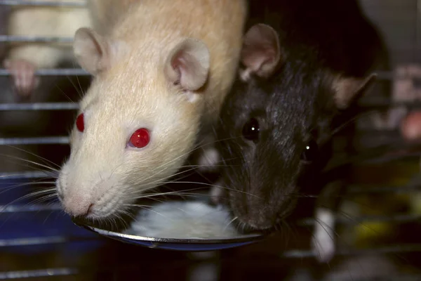 Tiro Corto Dos Ratas Ratas Comiendo Cerca Zoofobia Mascotas Roedores — Foto de Stock