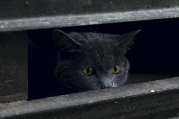 Tiro Recortado Gato Callejero Asustado Cat Dirty Cat Need Vet — Foto de Stock