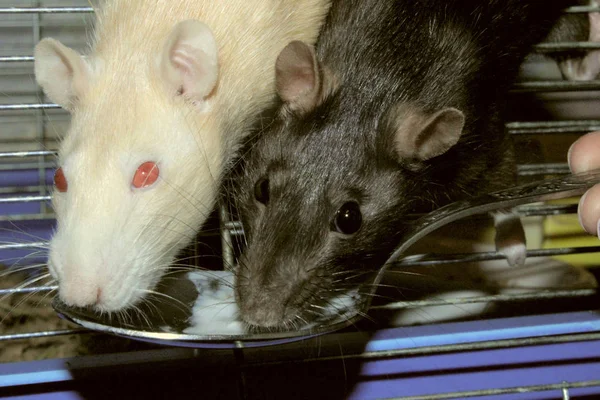 Bijgesneden Schot Van Twee Ratten Ratten Eten Close Zoöfobie Huisdieren — Stockfoto