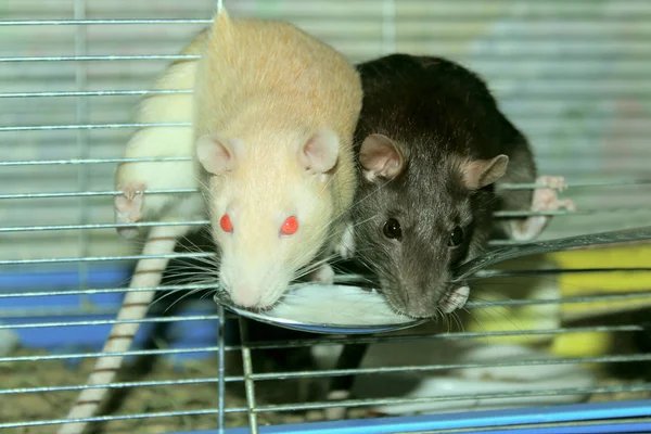 Tiro Corto Dos Ratas Ratas Comiendo Cerca Zoofobia Mascotas Roedores — Foto de Stock