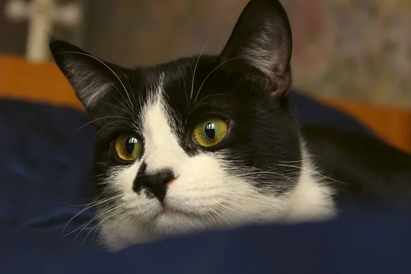 Χαριτωμένα Σμόκιν Γάτα Αστείο Πρόσωπο Κοντά Μια Γάτα Κομμένη Βολή — Φωτογραφία Αρχείου