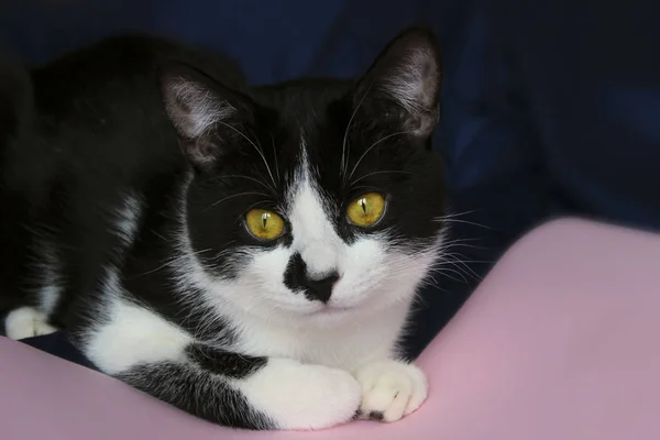 Περικοπεί Shot Από Μαύρη Γάτα Κατοικίδια Ζώα Γάτες Έννοια Χαριτωμένο — Φωτογραφία Αρχείου