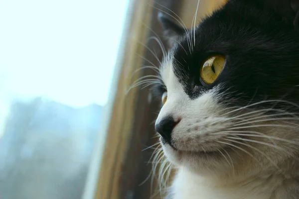 Lindo Gatito Mirando Ventana Tiro Recortado Gato Esmoquin Gato — Foto de Stock