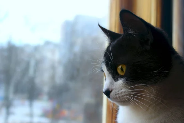 Cute Kitten Looking Window Cropped Shot Tuxedo Cat Cat — Stock Photo, Image