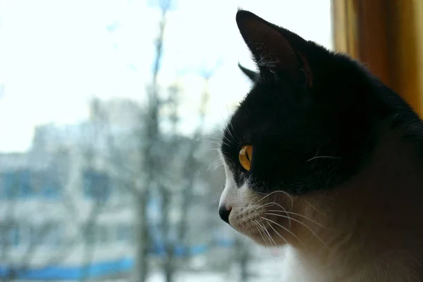 Симпатичный Котенок Смотрит Окно Вырезанный Снимок Смокинга Cat — стоковое фото