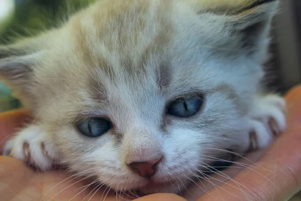 Вырезанный Кадр Милого Красного Котенка Голубыми Глазами Cat Kitten Close — стоковое фото