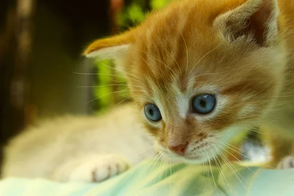 Przycięte Zdjęcie Ładny Czerwony Mały Kotek Niebieskimi Oczami Cat Kitten — Zdjęcie stockowe