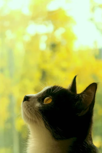 一只黑猫的镜头 猫看着旁边 猫特写 黄色模糊的背景 燕尾服猫 — 图库照片