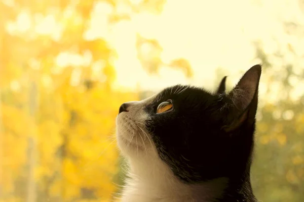 Bijgesneden Shot Van Een Zwarte Kat Kat Zoek Naar Kant — Stockfoto